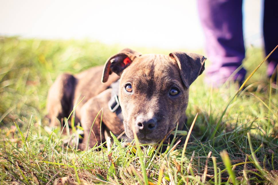 草の上に伏せる子犬の綺麗な写真