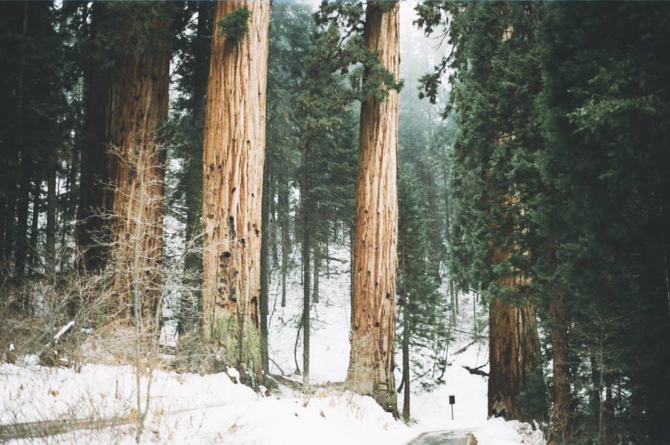 冬の森のセコイアの木と雪のクールな写真