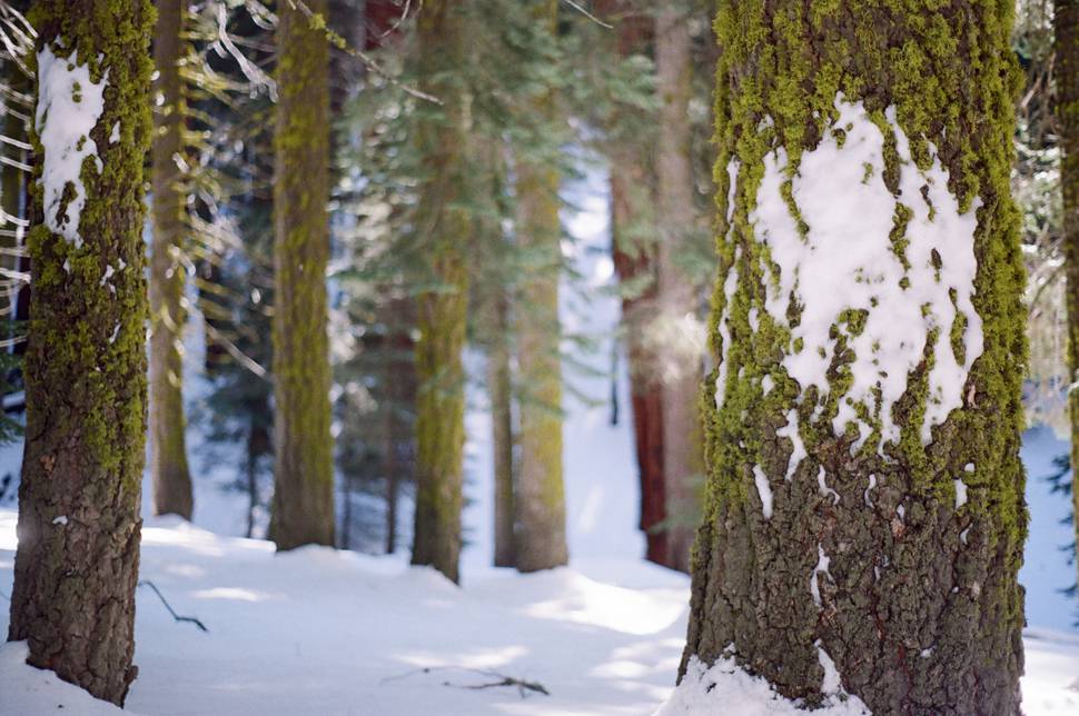 冬の森の苔の生えたセコイアの木の写真