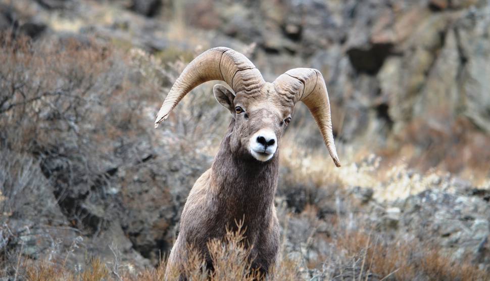 岩山に住む巨大な角の羊を撮影した写真