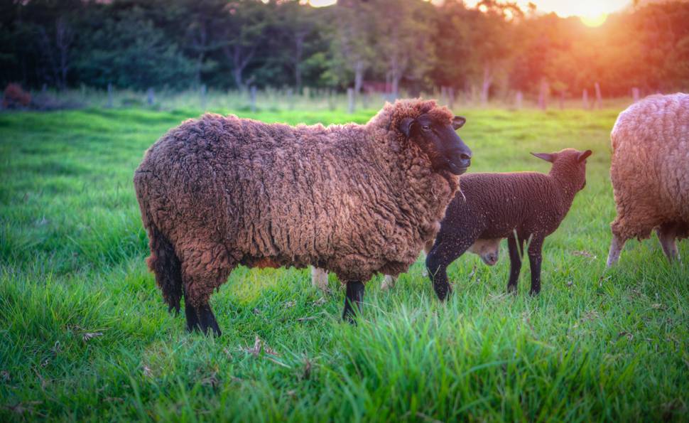分厚い毛皮の羊と夕日を撮影した綺麗な写真