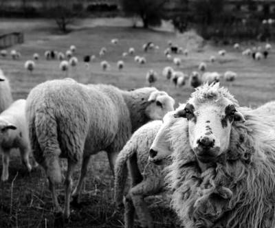 広々とした牧場の羊の群れのモノクロ写真