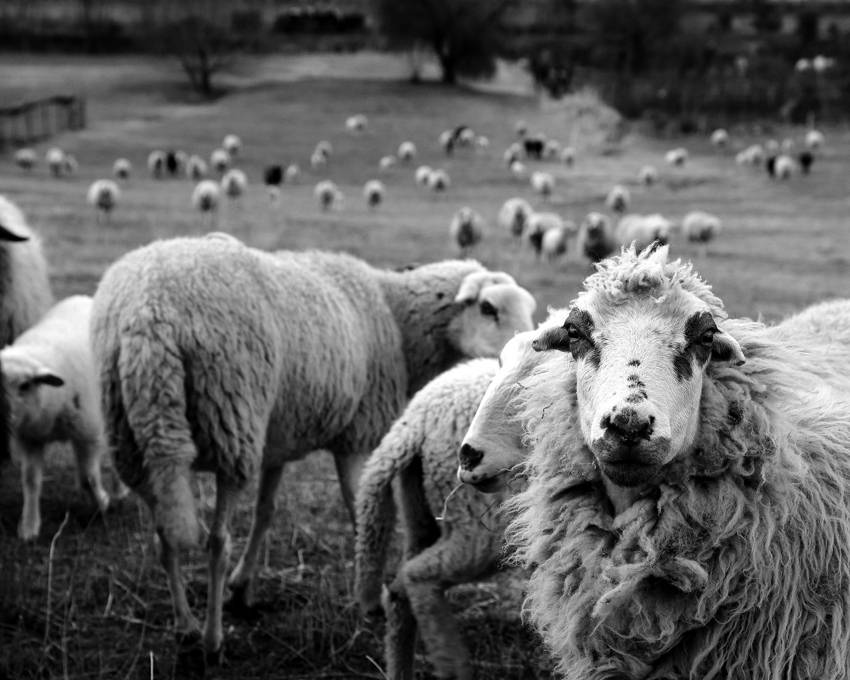 広々とした牧場の羊の群れのモノクロ写真