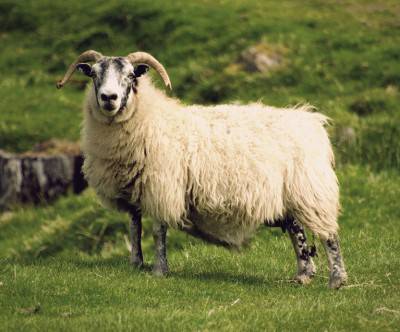 photo-sheep-rum-horn-grass