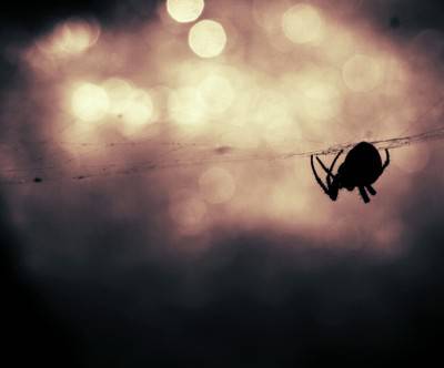 巣を歩くクモのシルエットの写真