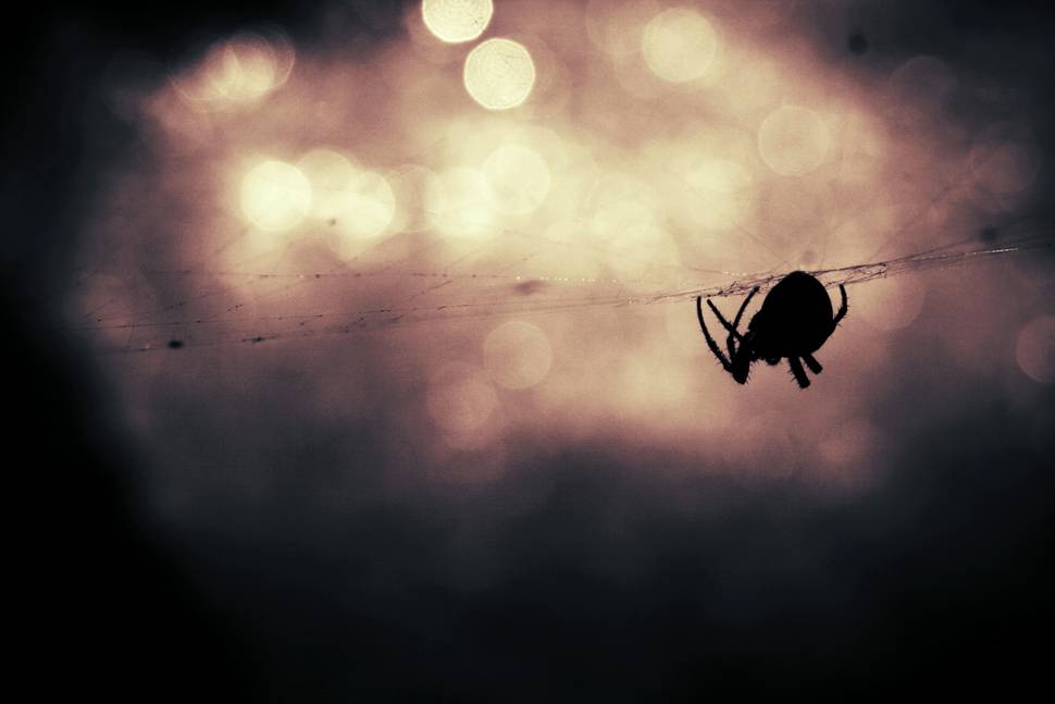 巣を歩くクモのシルエットの写真