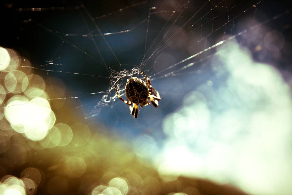 輝く玉ボケが美しいクモと蜘蛛の巣の写真