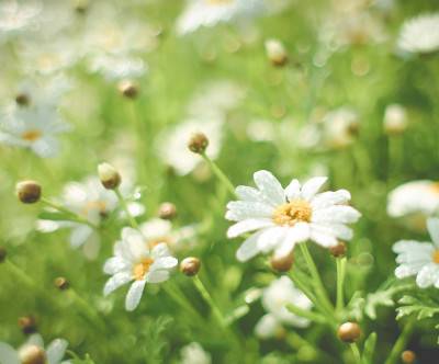 photo-summer-daisy-field-cute