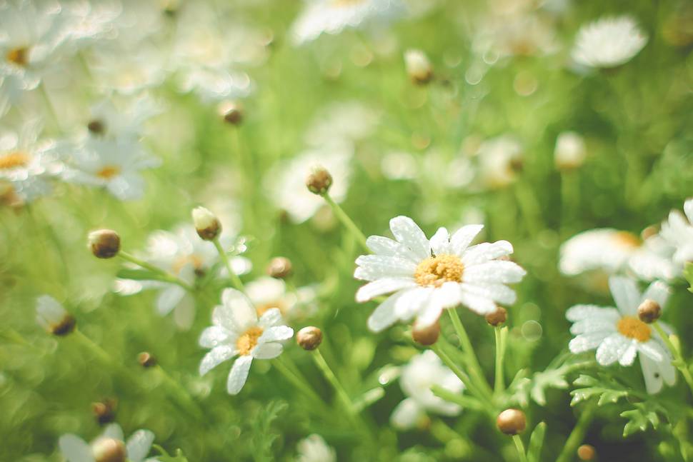夏のデイジーの花の爽やかで綺麗な写真