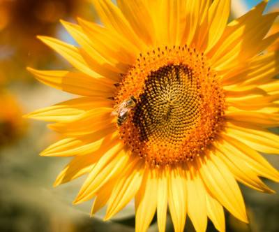 向日葵の花に止まるハチの鮮やかな写真