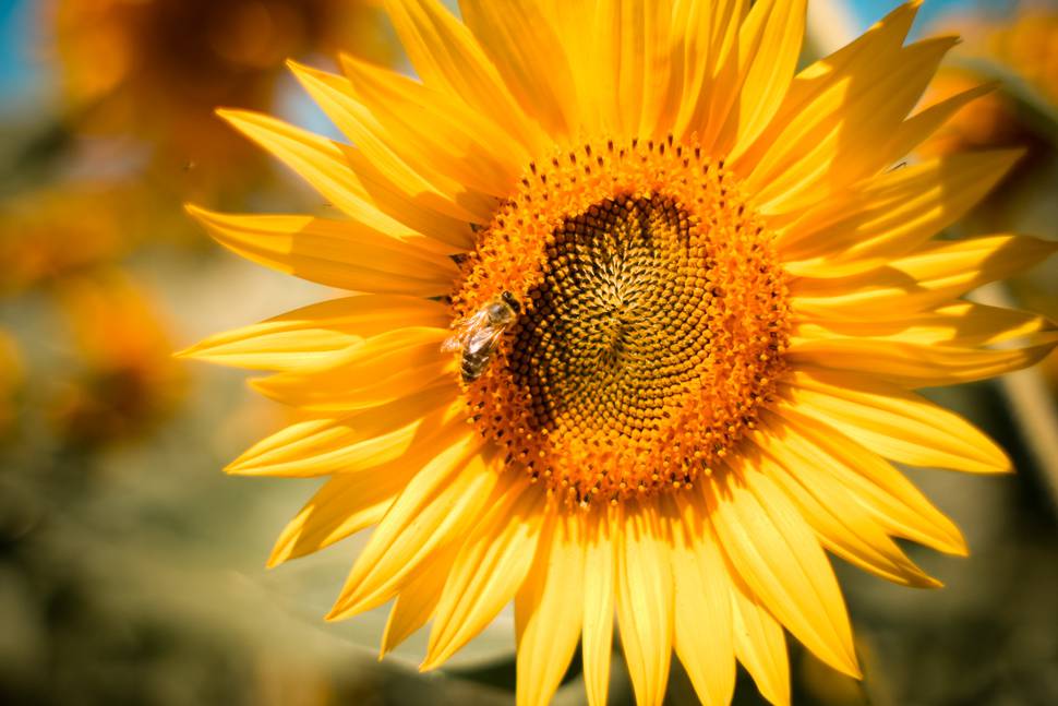向日葵の花に止まるハチの鮮やかな写真