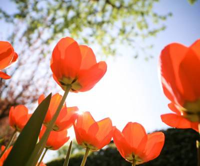 photo-tulips-red-sky-beautiful