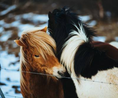 身を寄せ合う冬の牧場の馬の綺麗な写真