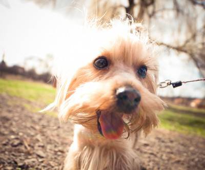 photo-yorkshire-dog-happy