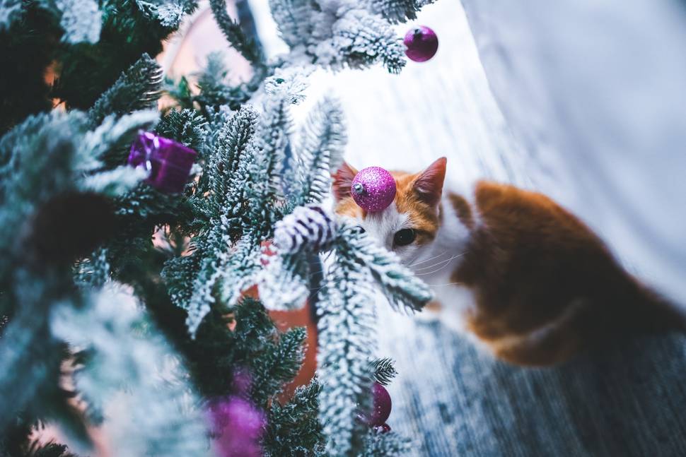 クリスマスツリーの下の茶白猫の綺麗な写真