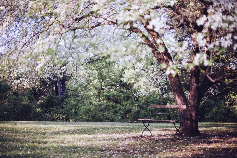 太陽を浴びた桜の木とベンチの春らしい写真