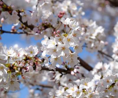 photo-cherry-white-blossoms-blue-sky