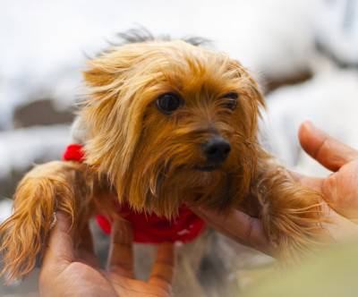 赤い服を着た長毛の仔犬の可愛い写真