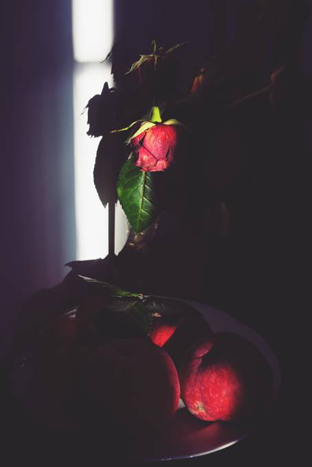 影の中の枯れた薔薇の花の美しい写真