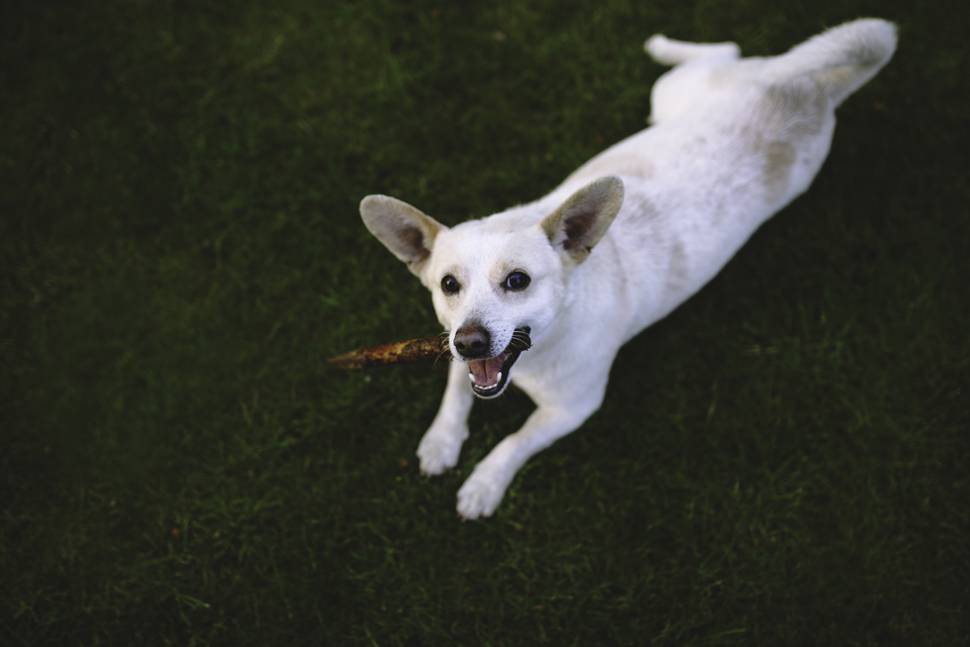芝の上に伏せる枝をくわえた犬の写真