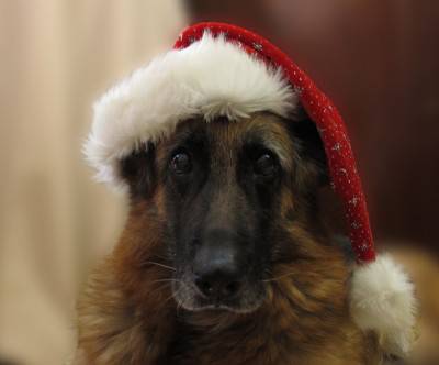 サンタ帽を被った茶色いイヌの可愛い写真