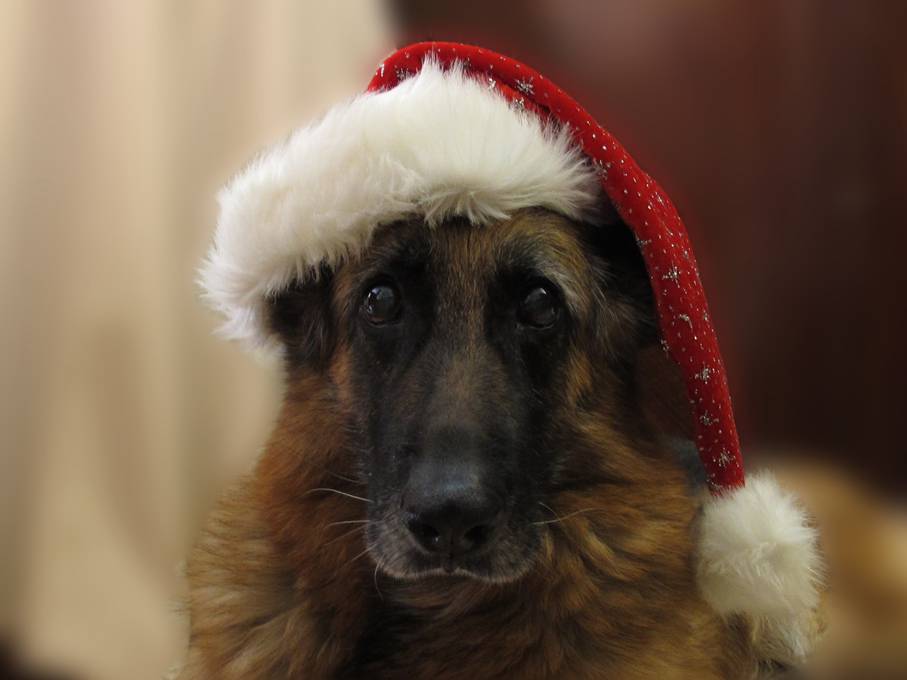 サンタ帽を被った茶色いイヌの可愛い写真