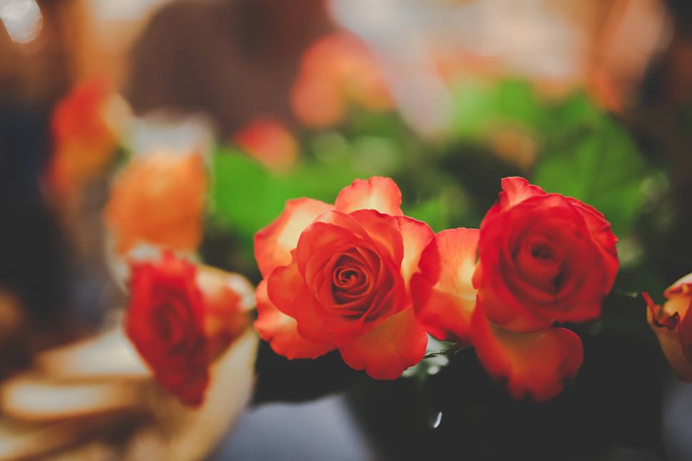 可憐なイメージの薔薇の花の写真