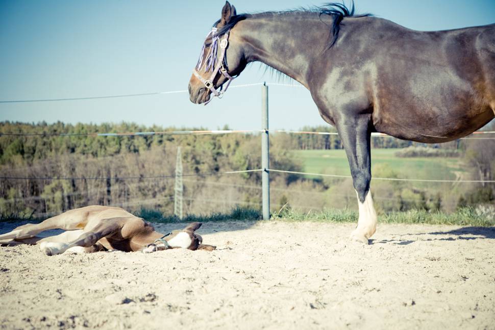 牧場の仔馬と親馬を撮影したレトロな写真