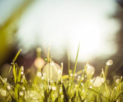 photo-morning-dew-grass-flare