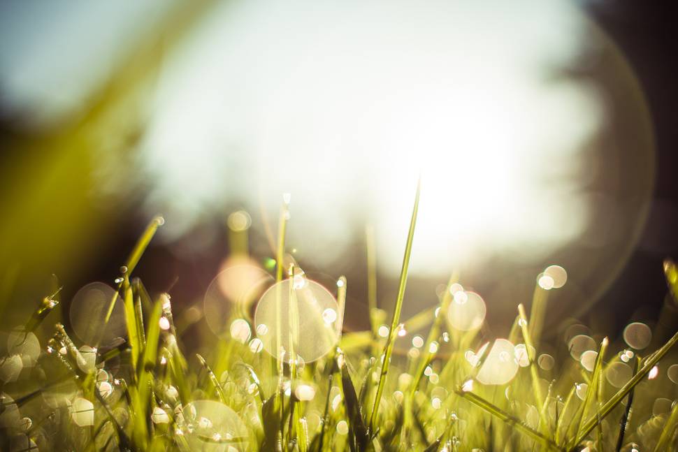 朝露に濡れてキラキラと輝く草の写真