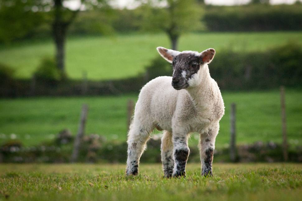 ふわふわの産毛の羊の赤ちゃんの可愛い写真