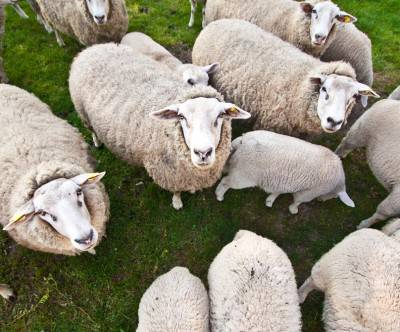 カメラ目線を向ける羊の群れののどかな写真