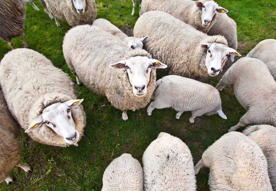 カメラ目線を向ける羊の群れののどかな写真