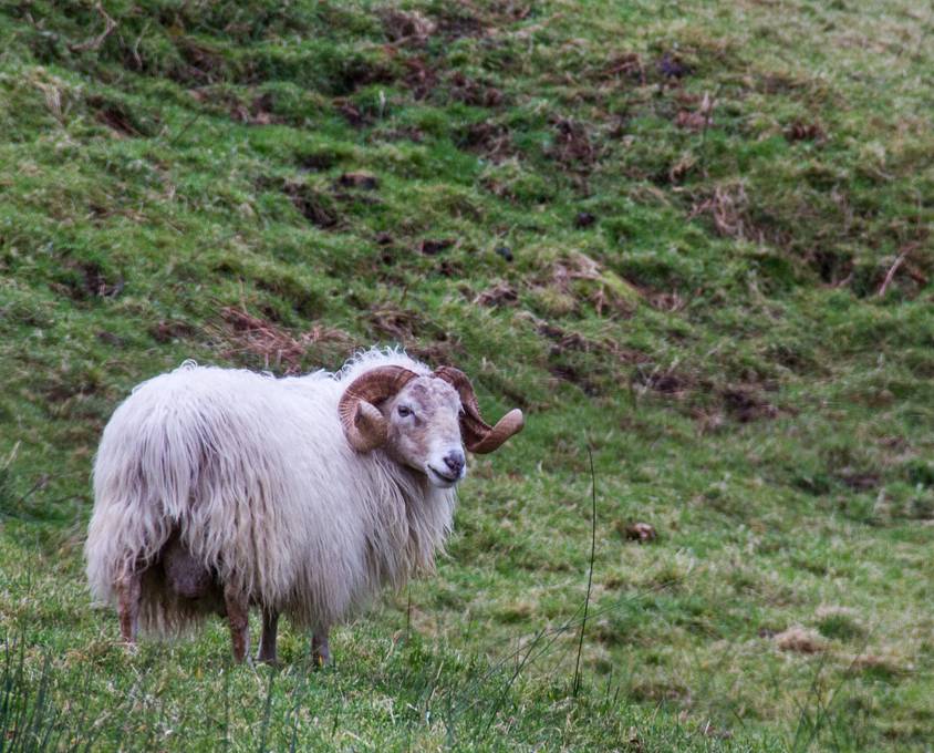 カールした大きな角を持つ羊の野性的な写真