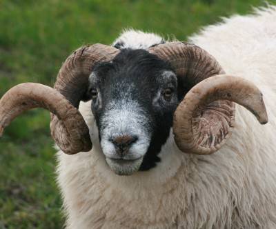 大きな巻き角の羊の顔を撮影した写真