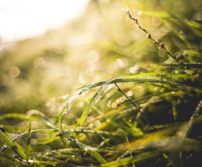 朝日で輝く草の葉を撮影した美しい写真