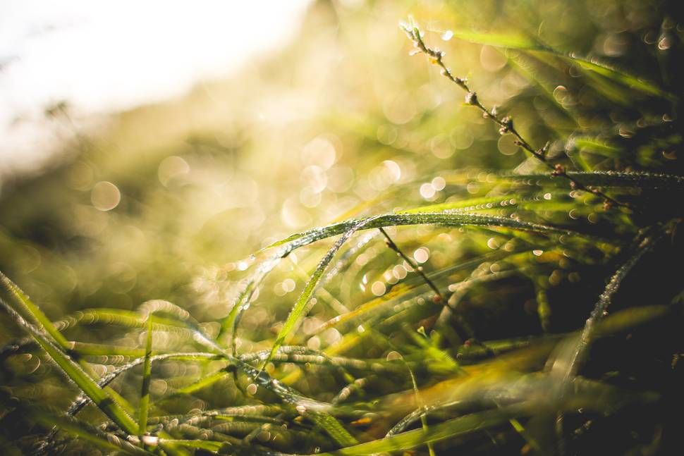 朝日で輝く草の葉を撮影した美しい写真