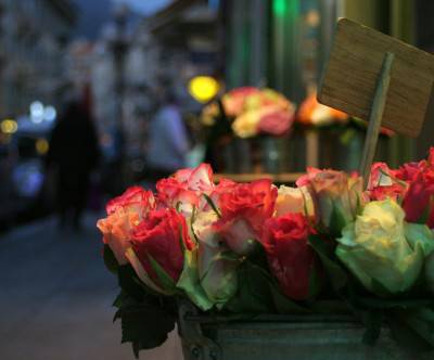 photo-twilight-roses-beautiful