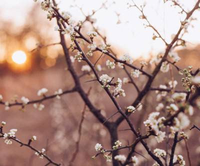 photo-white-cherry-blossoms-sunrise