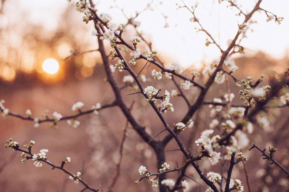 朝日の中の桜の花と蕾の可愛い写真