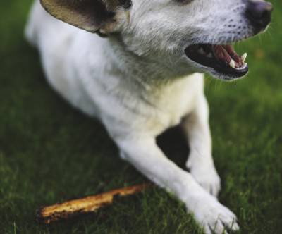 元気な白い犬と木の棒を撮影した可愛い写真
