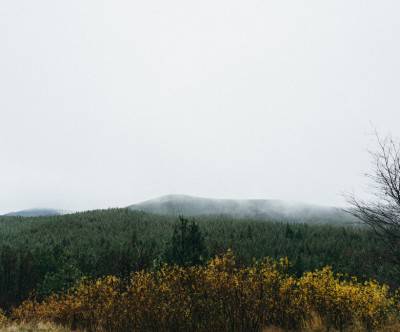 黄色く紅葉し始めた霧の森の風景写真