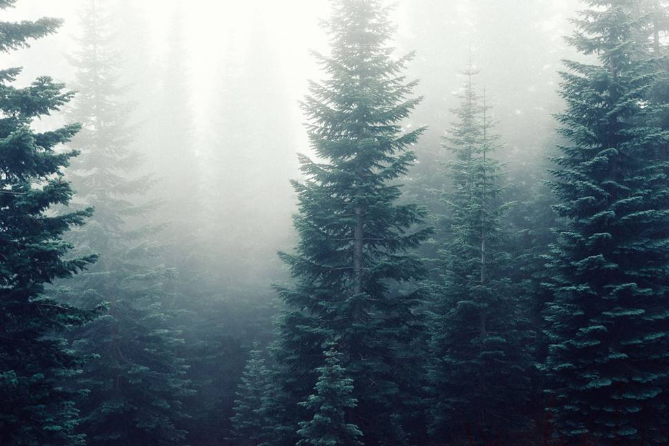 霞の中の森の木々を撮影した綺麗な写真
