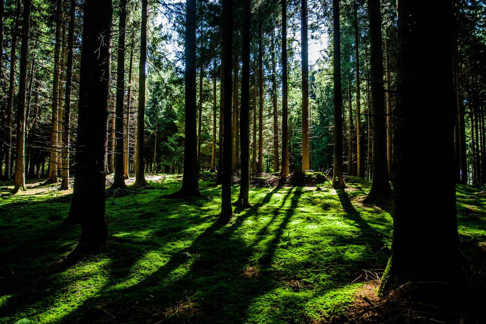 木々の影が長く伸びる逆光の森の写真