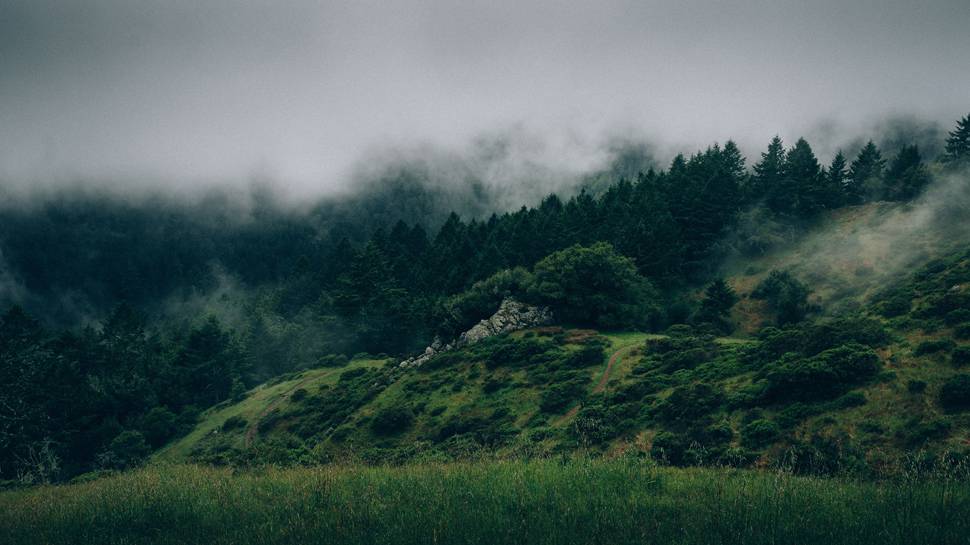 霧の立ち込める深い森のクールな写真