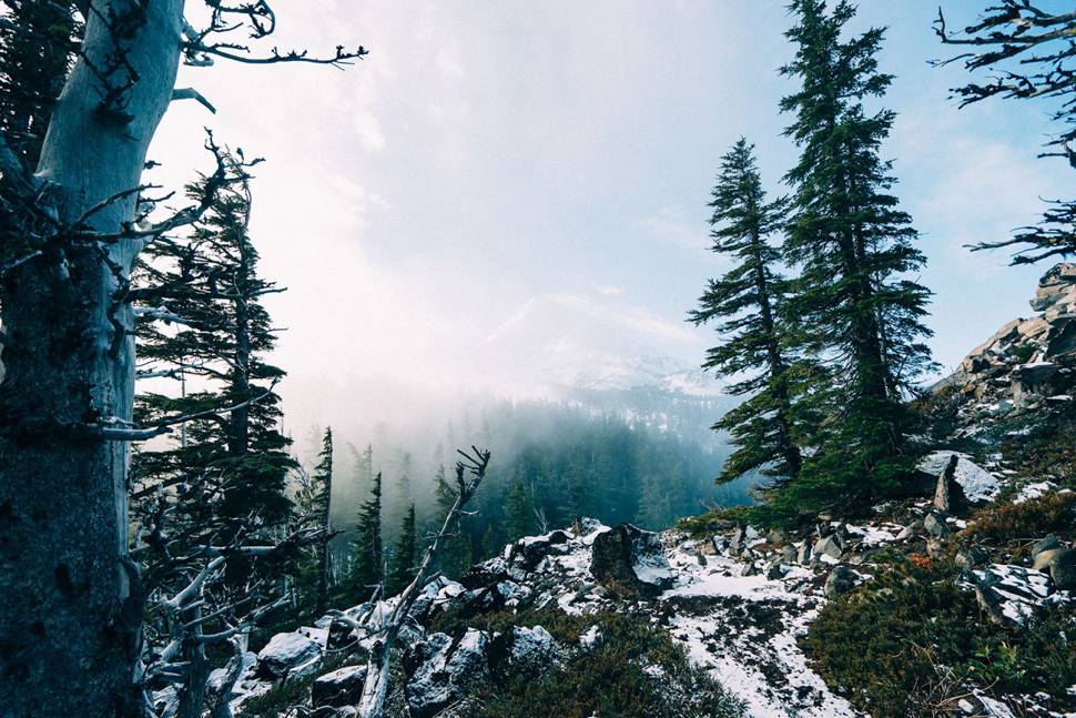 冬の森をブルーの色調で撮影したクールな写真