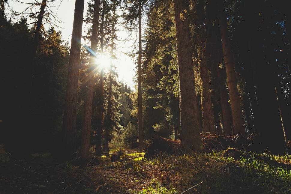 太陽の逆光で撮影した森のクールな写真