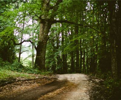 森の中へと続く道のレトロで鮮やかな写真