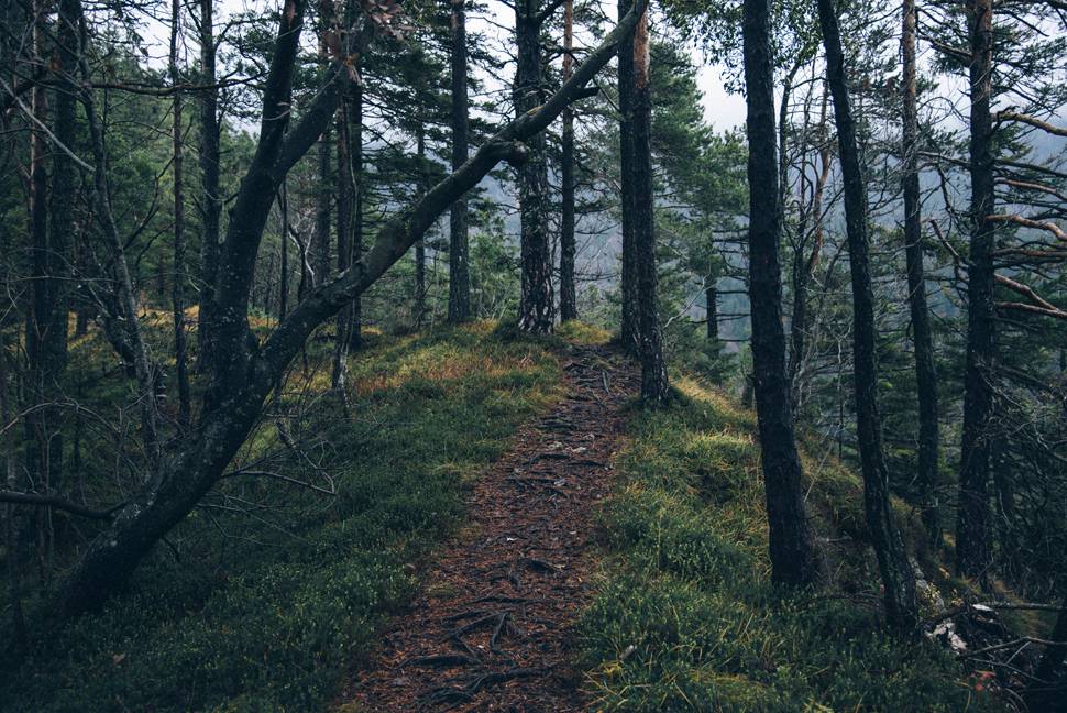 森の中の小道を撮影したクールな写真