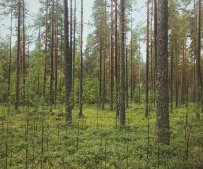 垂直に立ち並ぶ森の木々を撮影した綺麗な写真